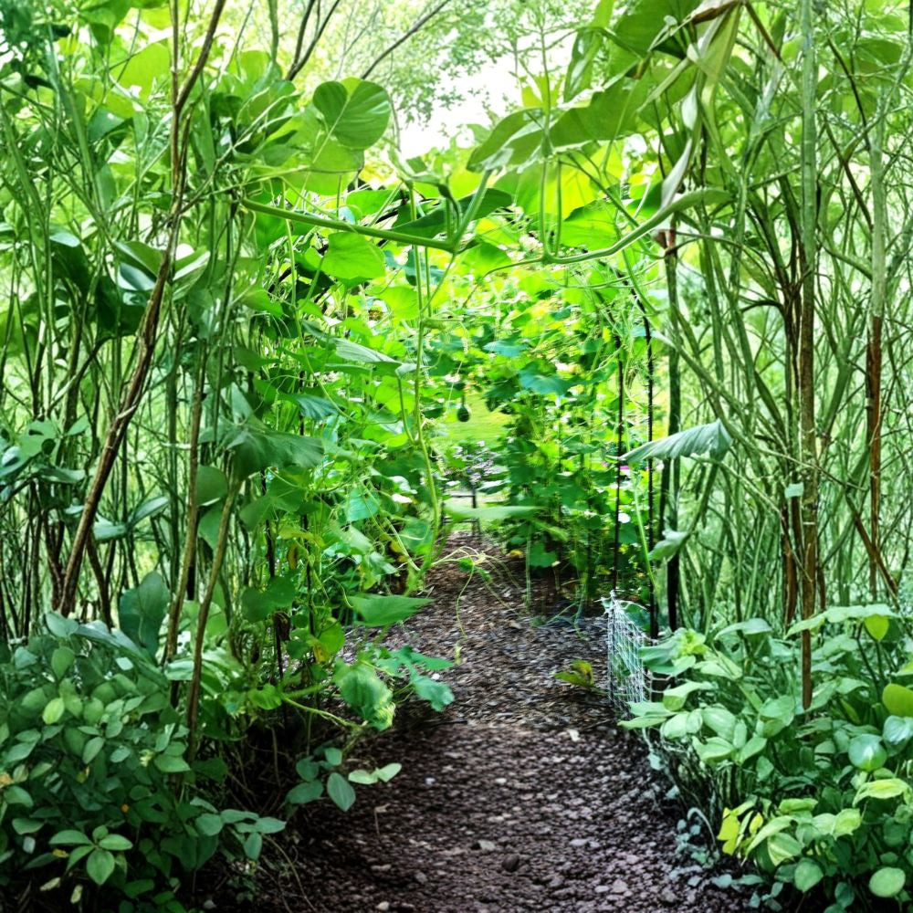 Speckled Swan Gourd Seeds – Lagenaria siceraria | Approx. 240 Seeds | Ornamental Swan Neck Gourd | Decorative Craft Gourd Vine