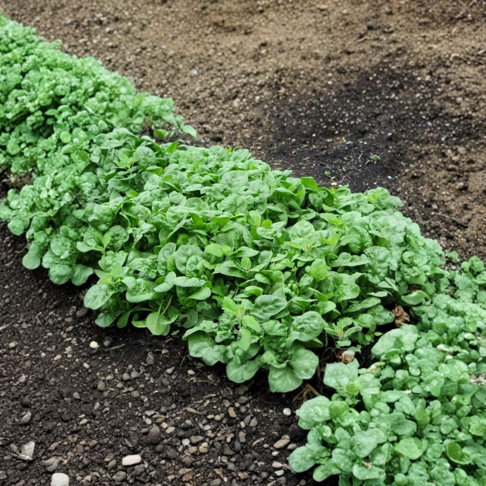 Spinach Seeds – Bloomsdale Long Standing | 400 Seeds | Heirloom Savoy Leaf | Slow Bolting | Cool Season Crop