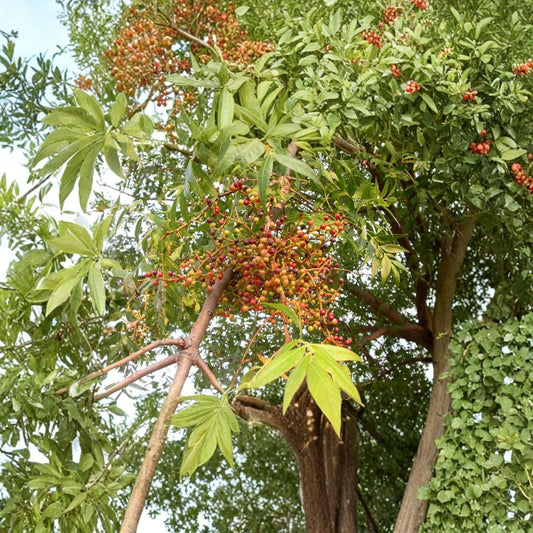 Chinese Pistache Tree Seeds – Pistacia chinensis | 60 Seeds | Fast Growing Shade Tree | Brilliant Fall Color | Drought Tolerant Ornamental