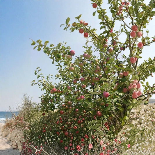 Red Delicious Apple – Malus pumila “Red Delicious” Seeds | 480 Seeds | Edible Fruit Tree | Hardy | Fall Color