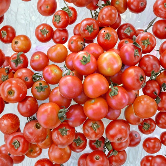 Large Red Cherry Tomato Seeds – Heirloom Cherry Tomato – Open Pollinated – Non GMO – Sweet Salad Tomato – 30 Seeds