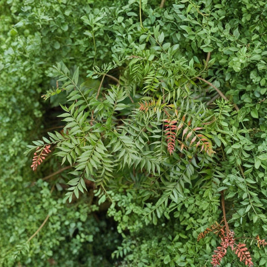 Chinese Pistache Tree Seeds – Pistacia chinensis | 120 Seeds | Fast Growing Shade Tree | Brilliant Fall Color | Drought Tolerant Ornamental