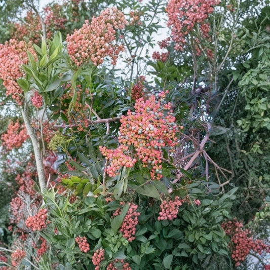 Chinese Pistache Tree Seeds – Pistacia chinensis | 240 Seeds | Fast Growing Shade Tree | Brilliant Fall Color | Drought Tolerant Ornamental Bulk