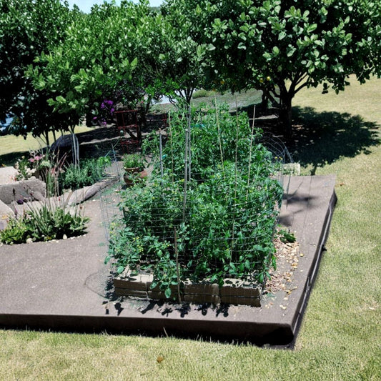 Large Red Cherry Tomato Seeds – Lycopersicon esculentum | Heirloom Cherry Tomato | 200 Seeds | Sweet Salad Tomato | Productive Indeterminate Garden Variety