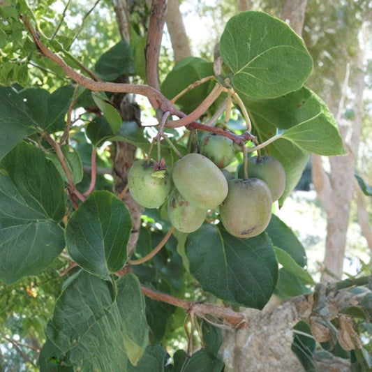 Hardy Kiwi – Actinidia arguta Seeds | 50 Seeds | Edible Cold Hardy Vine | Fast Growing