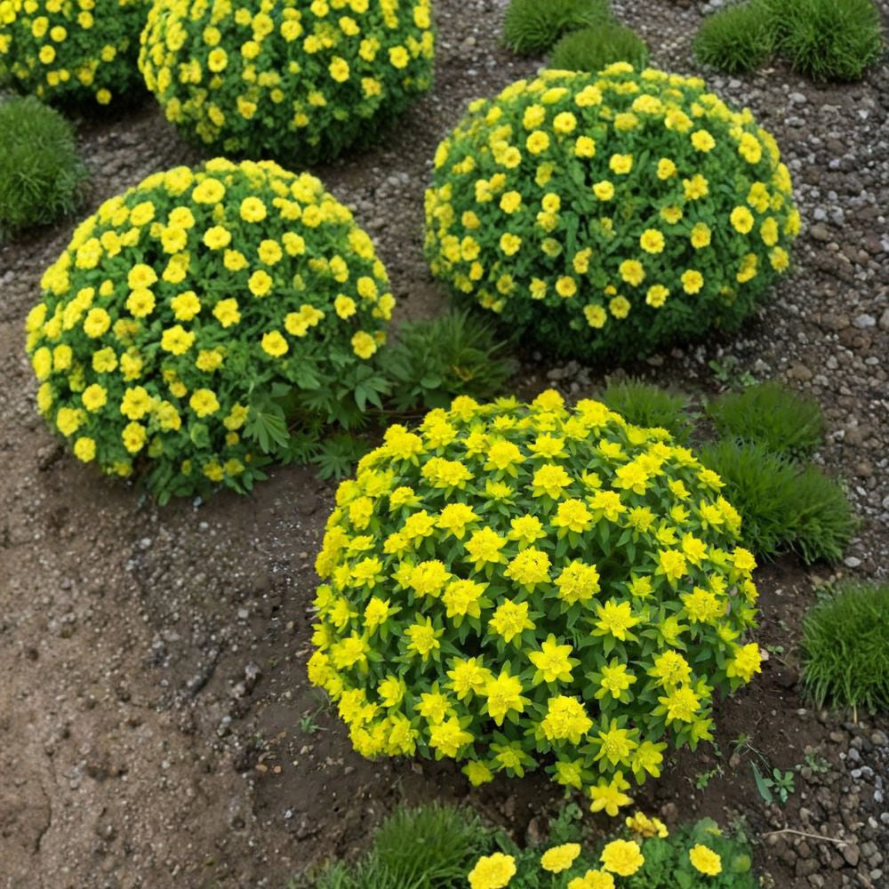 Cushion Spurge – Euphorbia polychroma Seeds | 200 Seeds | Hardy Yellow Perennial | Drought & Cold Tolerant | Mounded Border Plant