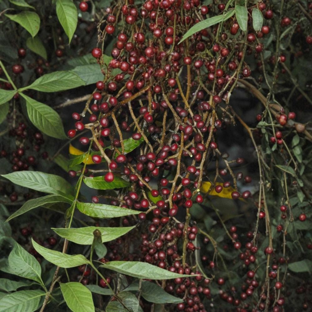 Chinese Pistache Tree Seeds – Pistacia chinensis | 480 Seeds | Fast Growing Shade Tree | Brilliant Fall Color | Drought Tolerant Ornamental Bulk