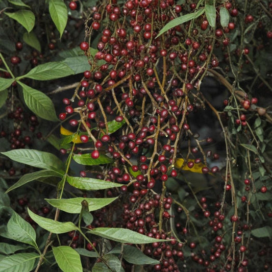 Chinese Pistache Tree Seeds – Pistacia chinensis | 480 Seeds | Fast Growing Shade Tree | Brilliant Fall Color | Drought Tolerant Ornamental Bulk