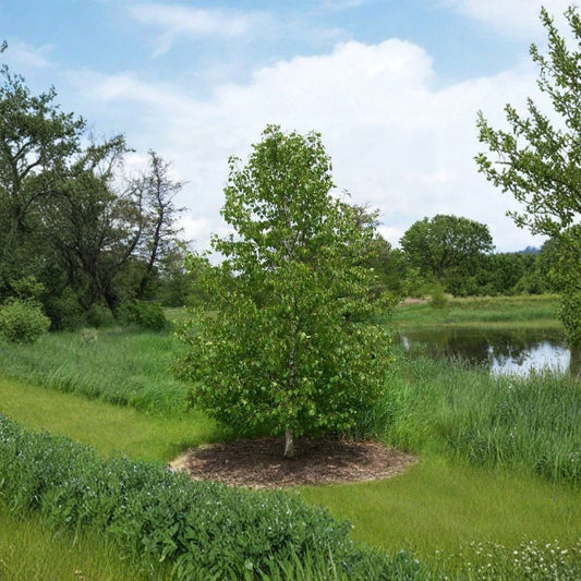 Japanese White Birch ‘Whitespire’ – Betula platyphylla var. japonica | 50 Seeds | Showy White Bark Tree
