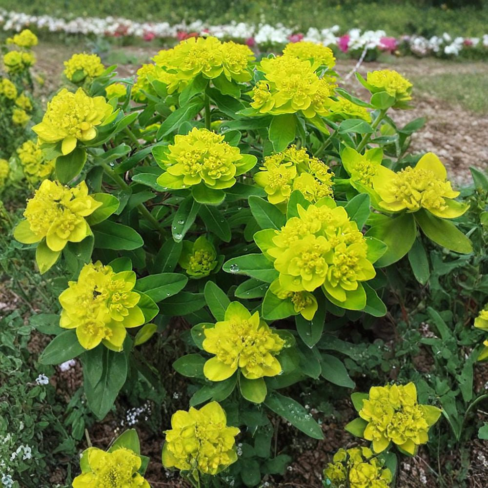 Cushion Spurge – Euphorbia polychroma Seeds | 800 Seeds | Hardy Yellow Perennial | Drought Tolerant Landscape Plant