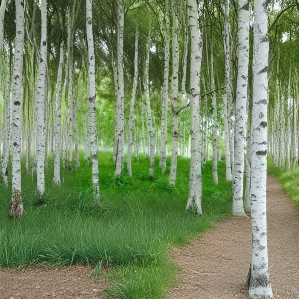 Japanese White Birch ‘Whitespire’ – Betula platyphylla var. japonica | 150 Seeds | White Bark Ornamental Tree