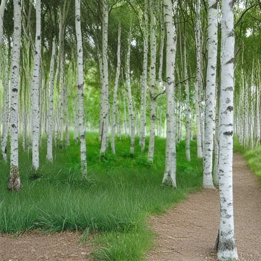 Japanese White Birch ‘Whitespire’ – Betula platyphylla var. japonica | 150 Seeds | White Bark Ornamental Tree