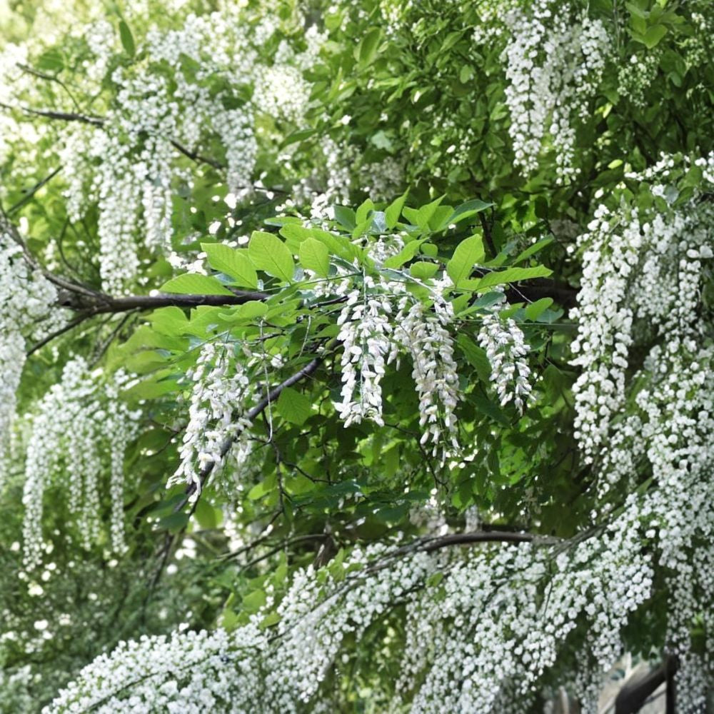 American Yellowwood Tree Seeds – Cladrastis kentukea | 30 Seeds | Fragrant White Flowers | Hardy Native Shade Tree | Showy Fall Color