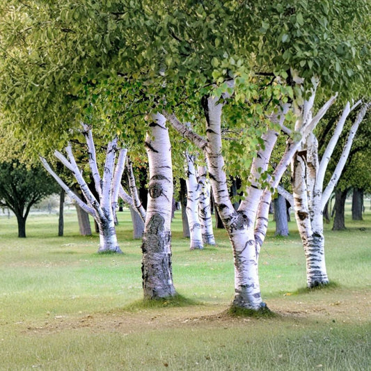 Japanese White Birch ‘Whitespire’ – Betula platyphylla var. japonica | 600 Seeds | White Bark Ornamental Tree