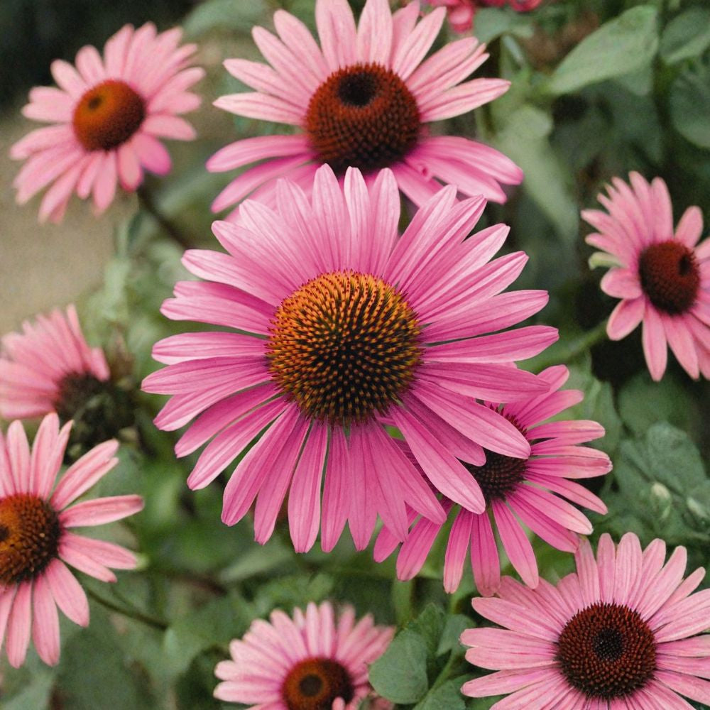 Purple Coneflower – Echinacea purpurea Perennial Seeds | 150 Seeds | Hardy Native Wildflower | Butterfly & Pollinator Friendly | Easy to Grow