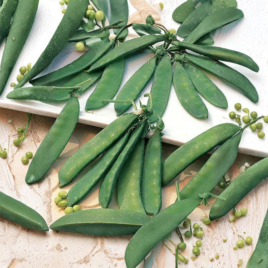 Dwarf Grey Sugar Snow Pea Seeds – Pisum sativum | Heirloom Chinese Snow Pea | 20 Seeds | Edible Pod Garden Pea | Crisp Sweet Pods