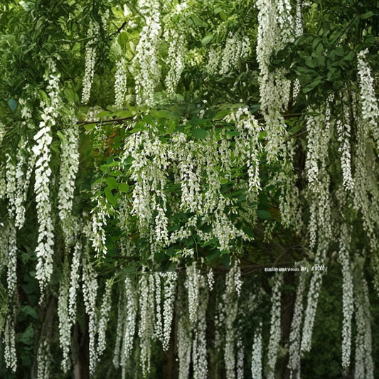 American Yellowwood Tree Seeds – Cladrastis kentukea | 120 Seeds | Fragrant White Flowers | Hardy Native Shade Tree | Showy Fall Color Bulk