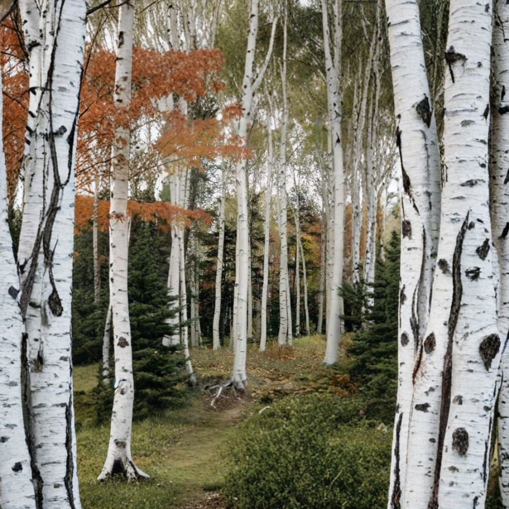 Japanese White Birch ‘Whitespire’ – Betula platyphylla var. japonica | 1,800 Seeds | Showy White Bark Landscape Tree