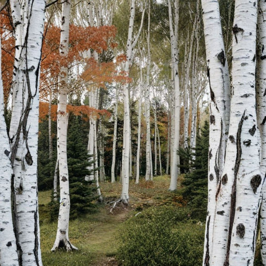 Japanese White Birch ‘Whitespire’ – Betula platyphylla var. japonica | 1,800 Seeds | Showy White Bark Landscape Tree