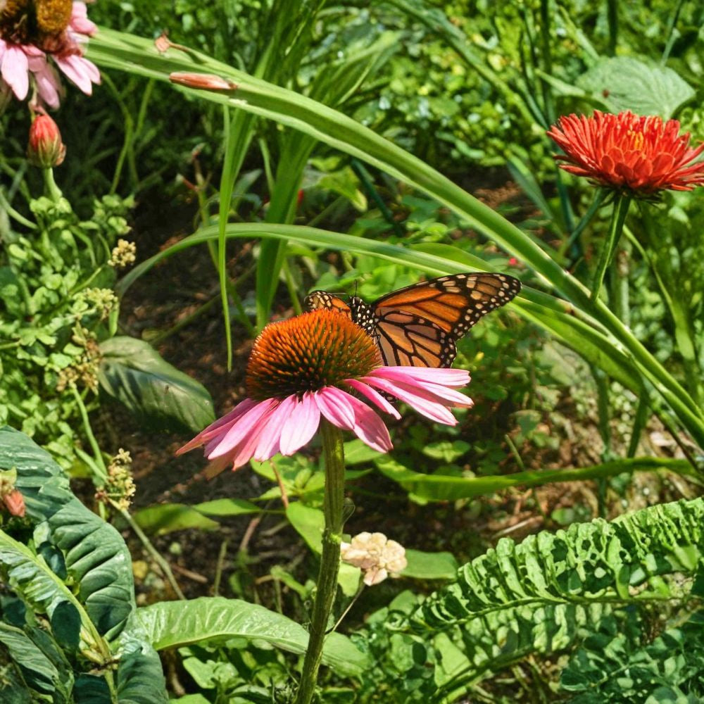 Purple Coneflower – Echinacea purpurea Perennial Seeds | 300 Seeds | Hardy Native Wildflower | Butterfly & Pollinator Friendly | Easy to Grow