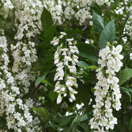 American Yellowwood Tree Seeds – Cladrastis kentukea | 240 Seeds | Fragrant White Flowers | Hardy Native Shade Tree | Showy Fall Color Bulk