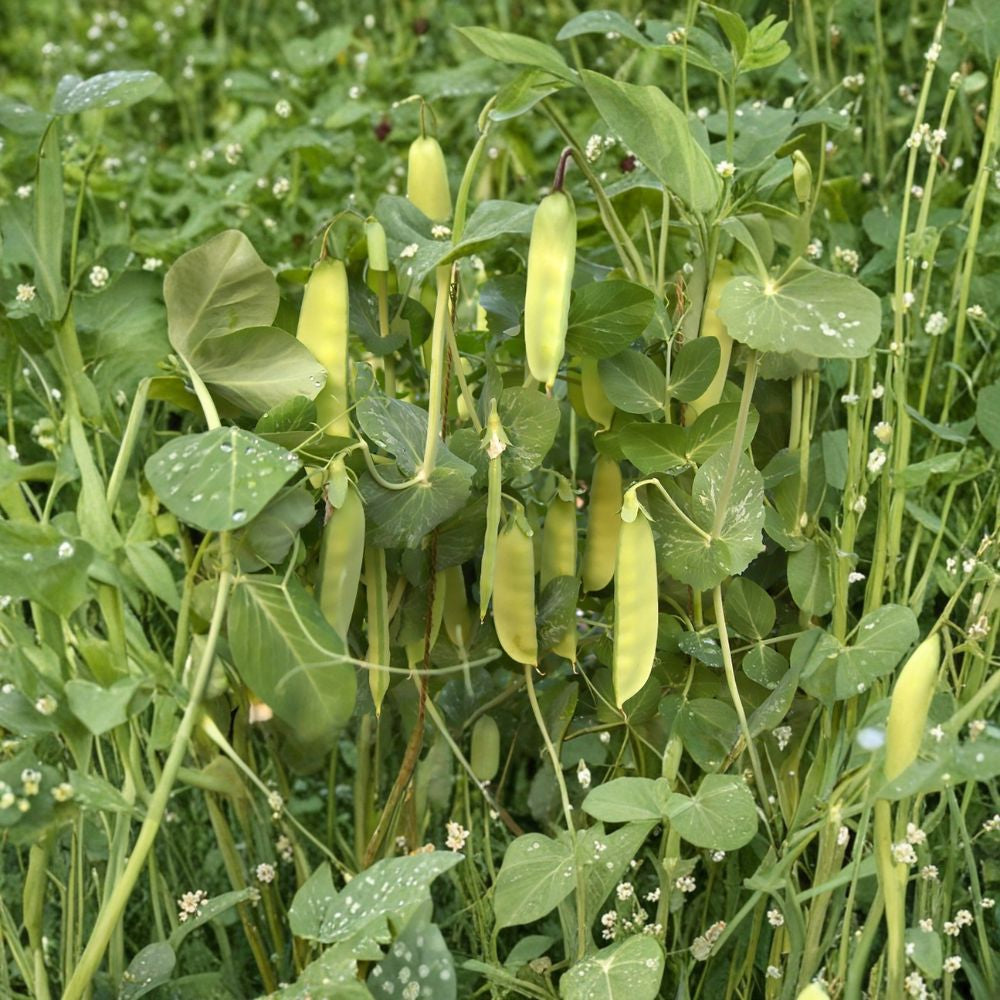 Dwarf Grey Sugar Snow Pea Seeds – Pisum sativum | Heirloom Chinese Snow Pea | 240 Seeds | Crisp Edible Pods | Productive Garden Vegetable