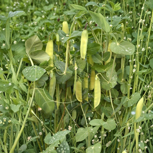 Dwarf Grey Sugar Snow Pea Seeds – Pisum sativum | Heirloom Chinese Snow Pea | 240 Seeds | Crisp Edible Pods | Productive Garden Vegetable