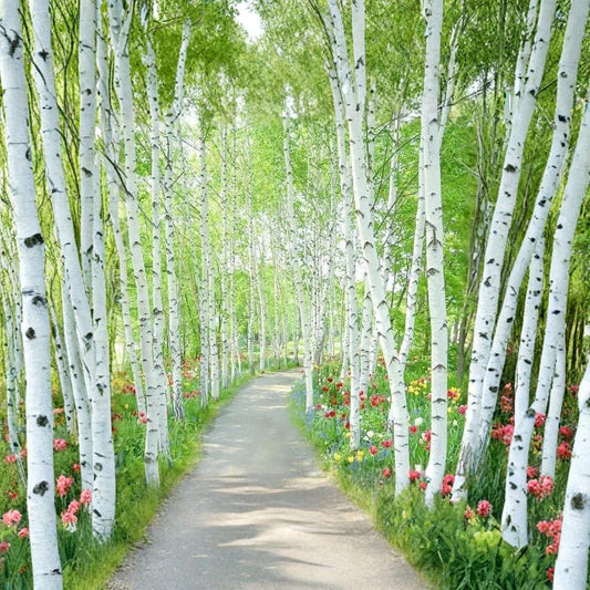 Japanese White Birch ‘Whitespire’ – Betula platyphylla var. japonica | 5,400 Seeds | White Bark Ornamental Tree