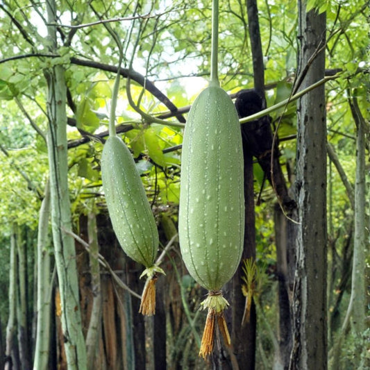Smooth Loofah – Luffa aegyptiaca Seeds | 10 Gourd Seeds | Edible Vegetable Vine & Natural Sponge Plant | Fast Growing Climber