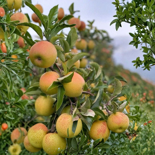 Gold Rush Apple Tree – Malus domestica | Live Fruit Tree 2 ft Tall | Crisp Citrus-Honey Apples | Bare Root Orchard Starter