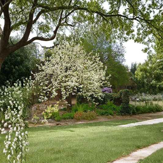 Bartlett Pear Tree Seeds – Pyrus communis | 400 Seeds | Edible Fruit Tree | Hardy Fast Growing | White Spring Blossoms Wholesale
