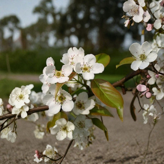 Chinese Pear (Ussurian Pear) – Pyrus ussuriensis Tree Seeds | 120 Seeds | Hardy Fast-Growing Edible Fruit Tree