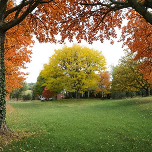 Honeylocust – Gleditsia triacanthos inermis Seeds | 30 Count | Fast Growing Thornless Shade Tree | Hardy Urban Tolerant