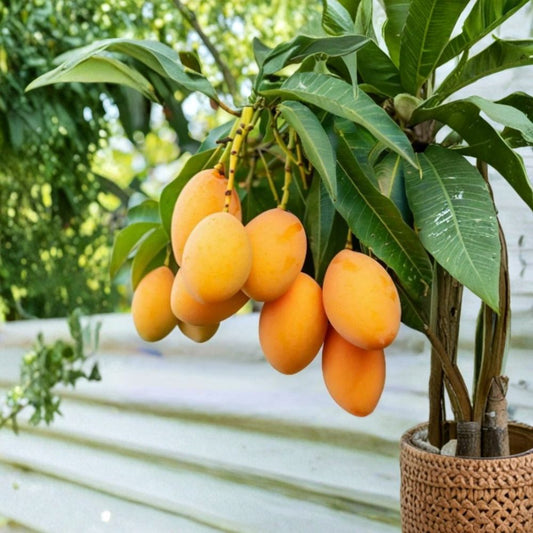Carrie Mango Tree – Mangifera indica ‘Carrie’ Live Plant | 7–10 Inches Tall | Sweet Yellow Variety  Compact Tropical Tree | Rich Flavor | Perfect Garden Starter