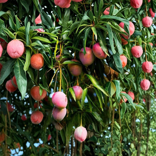 Iwin Dwarf Mango Tree – Mangifera indica Live Plant | 10–14 Inches Tall | Well Rooted  Sweet Red Mango Variety | Patio & Garden Friendly | Tropical Fruit Tree