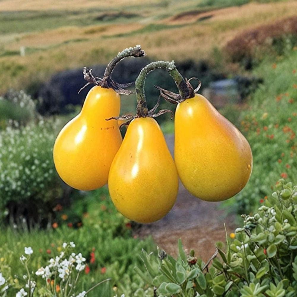 Yellow Pear Tomato – Solanum lycopersicum Vegetable Seeds | 200 Count | Non-GMO Variety  Heirloom Cherry Type | Sweet Flavor | High Yield