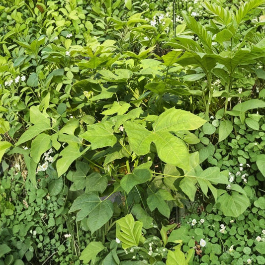 Hawaii Chaya Tree Spinach Cuttings – 10 Fresh Cnidoscolus aconitifolius | 10 Inch Superfood Plant | Tropical Edible Garden Starter
