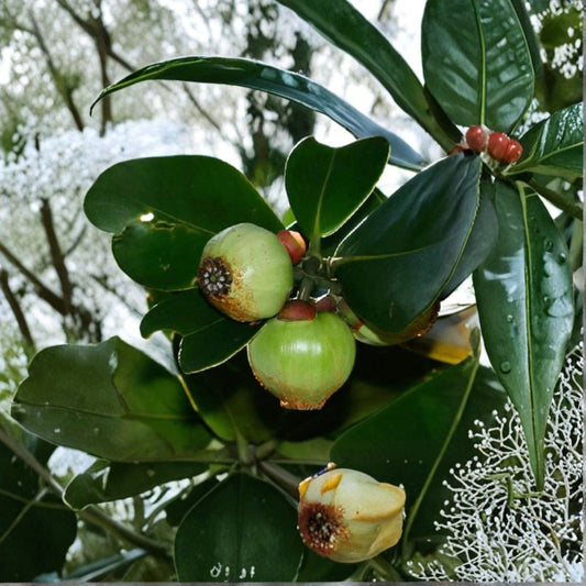 Autograph Tree Seeds – Clusia Rosea Major | 10 Seeds | Exotic Tropical Balsam Apple Tree | Bonsai & Indoor Plant