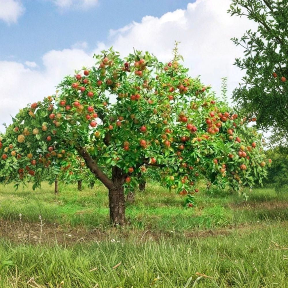 Pink Lady Apple Trees – Malus domestica ‘Cripps Pink’ Live Bare Root | Set of 2 Trees | 2 Feet Tall | Sweet Crisp Orchard Apples