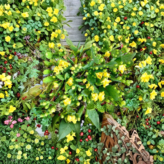 Eastern Prickly Pear – Opuntia humifusa Live Cactus Pads | 10 Pad Bundle | Winter Hardy  Cold Hardy Native Cactus | Yellow Flowers | Zone 4–9
