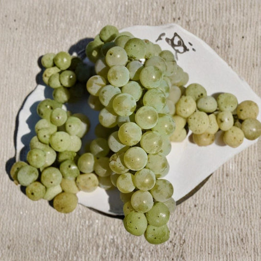 Louise Swenson Grape Cuttings – 5 Pack | Organic White Wine Grape Vine | Cold Hardy Fruit Vine | Easy to Grow