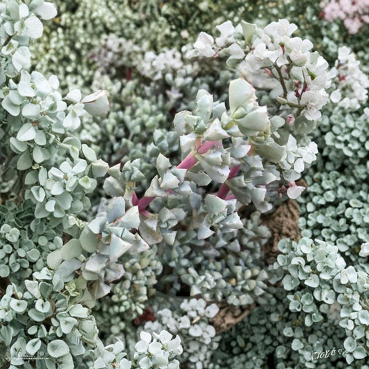 Oscularia deltoides Cuttings – 3 Live Succulent Stems 4–6 Inches | Deltoid Dew Plant | Ground Cover Succulent | Drought Tolerant Plant