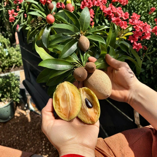 Silas Wood Sapodilla – 5 Scion Cuttings (6–7 Inches) | Manilkara zapota | Tropical Fruit Tree Grafting Wood | Organic Grown