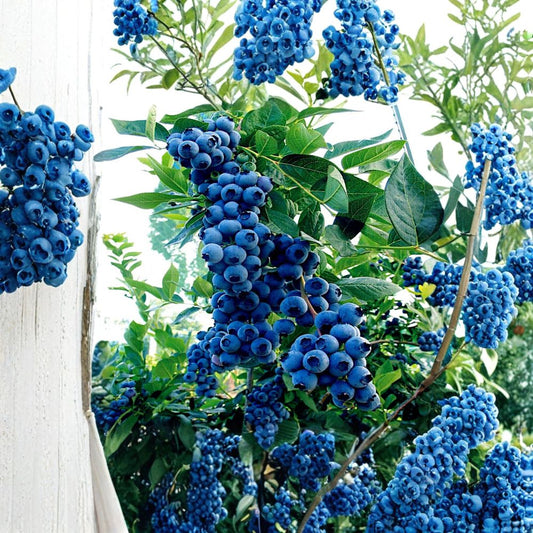Blueberry Seeds – Vaccinium corymbosum Southern Highbush | 50 Seeds | Cold Hardy Berry Plant | Garden Fruit Starter
