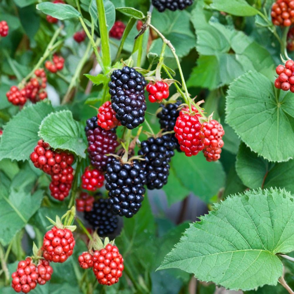 Apache Thornless Blackberry Plant – Rubus fruticosus Starter Plug | 3–6 Inches Tall | Large Sweet Berries | High-Yield Garden Fruit | Bare Root