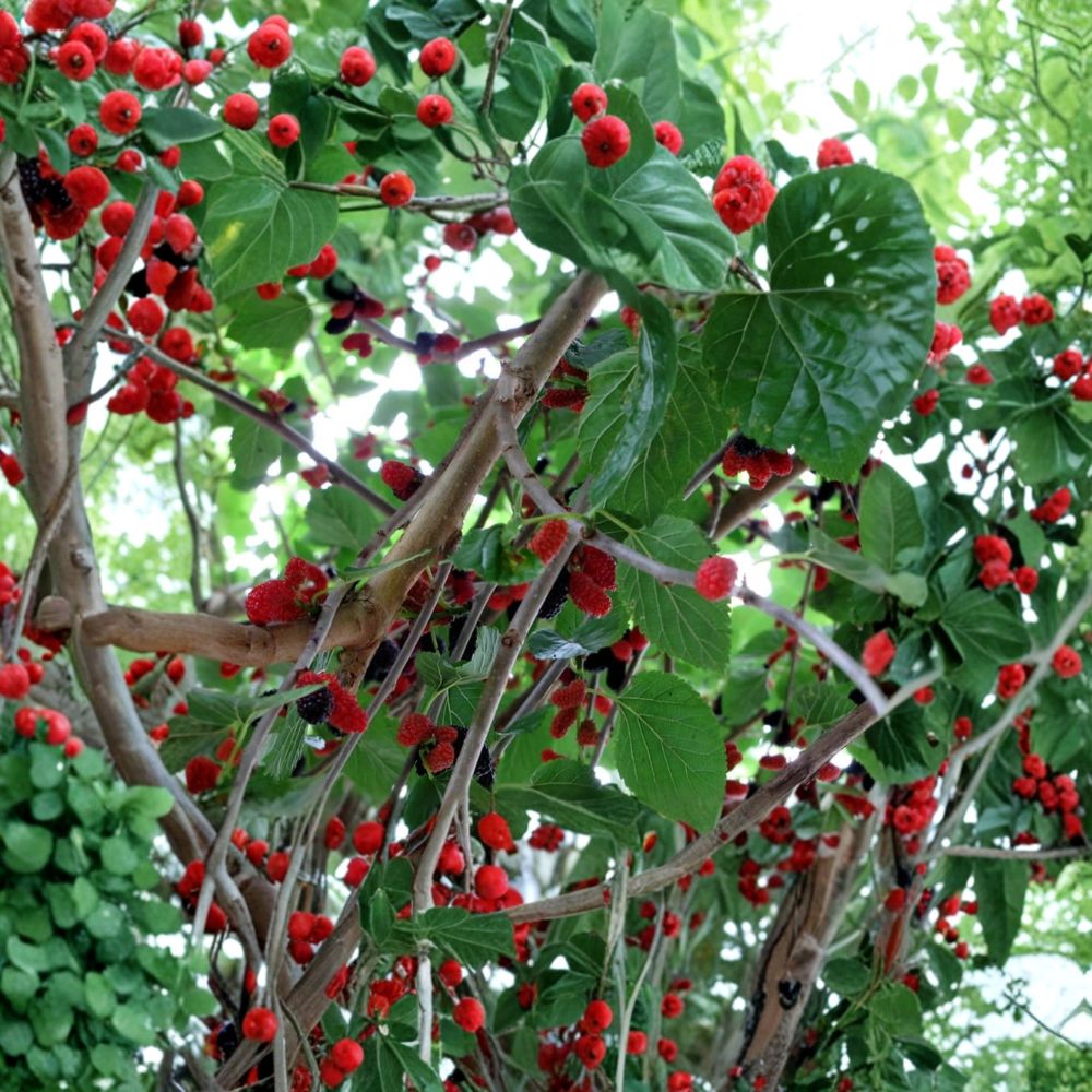 Everbearing Mulberry – Morus spp. Live Fruit Tree | 10–18 Inches Tall | Includes Nursery Pot  Fast Fruiting Berry Tree | Backyard & Container Friendly | Easy to Grow