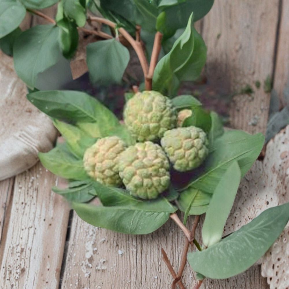 Sugar Apple Tree – Na Dai (Mãng Cầu Dai) Live Seedling | 5–8 Inch Tall | Tropical Custard Apple Fruit Plant | Container Friendly