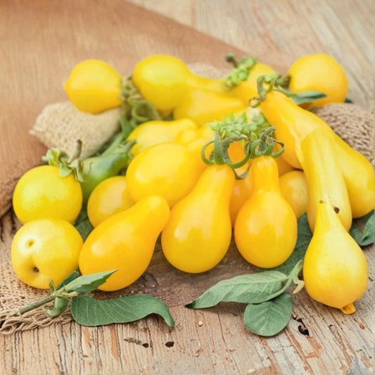 Yellow Pear Cherry Tomato – Solanum lycopersicum 100+ Seeds | Indeterminate | NON-GMO  Sweet Mild Flavor | 90 Days to Harvest | High-Yield Garden Favorite