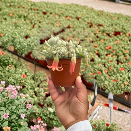 Cotyledon Pendens Live Plant – Trailing Succulent in 4 Inch Pot | Hanging Succulent | Rare Cascading Houseplant | Easy Care