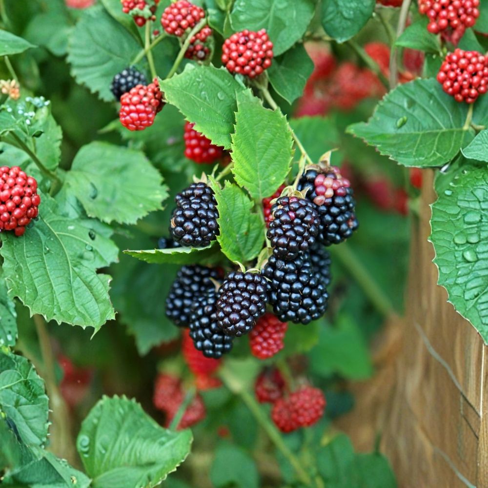 Galaxy Blackberry Plants – Rubus Live Thornless Berry Bush | Set of 5 Bare Root Starter Plugs | 3–6 Inches Tall | Early Season Blackberry Plants